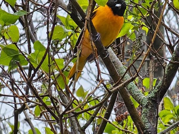 A male robin in a tree photographed from below