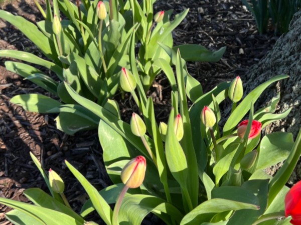 Red tulips blooming