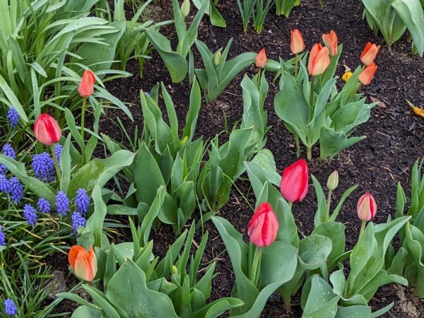 Various colors of tulips in a garden