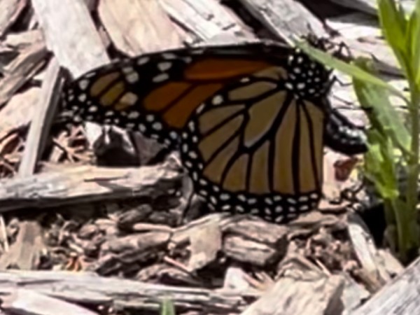 A butterfly on a small milkweed plant over wood chips 