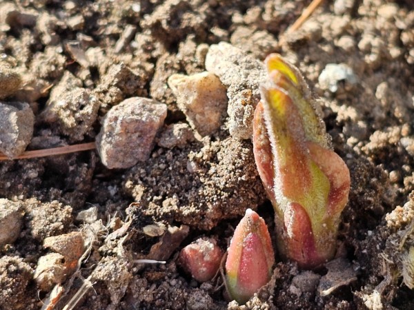 Milkweed popping through the soil