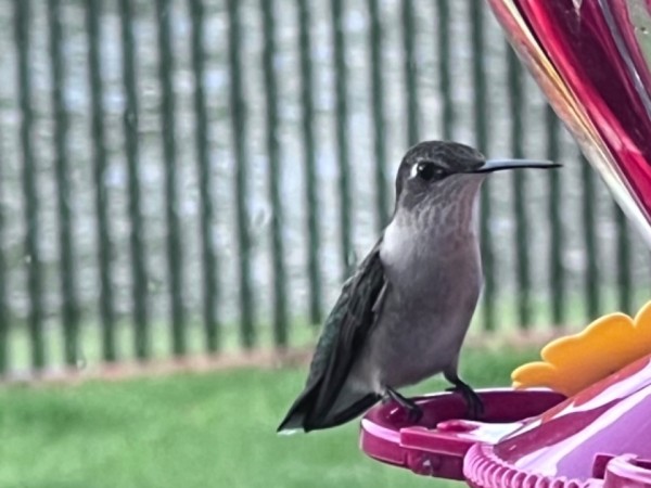 A hummingbird on a red feeder