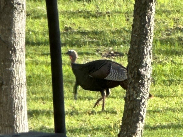 A hummingbird feeds in the foreground, with a male turkey walking by in the background