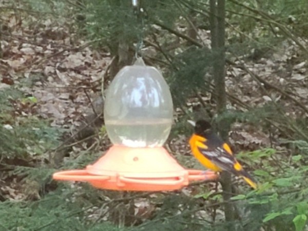 An oriole on a feeder
