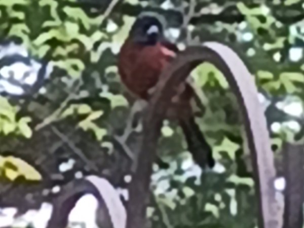 A male orchard oriole on a shepherd's hook