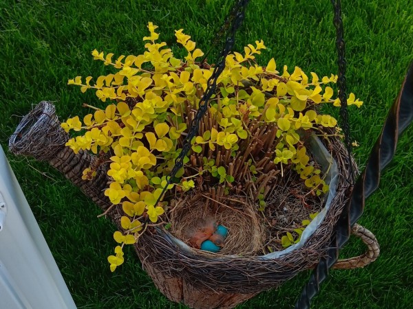 Robins hatching in a nest viewed from above. Some blue eggs also seen