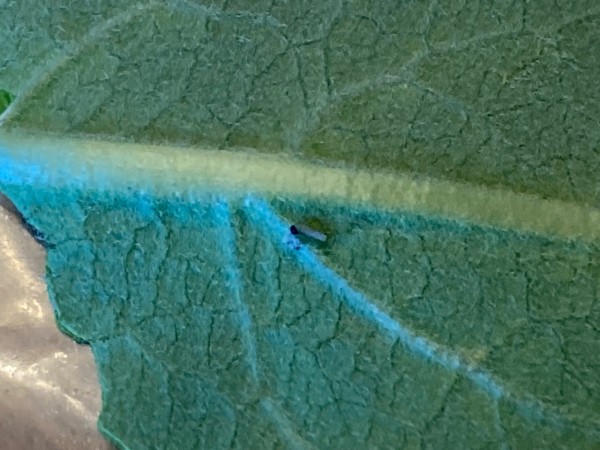 A small caterpillar on the underside of a leaf
