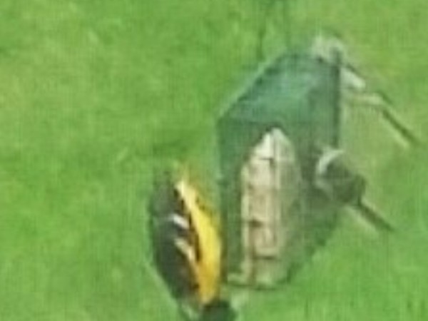 An upside-down oriole feeding from a suet feeder