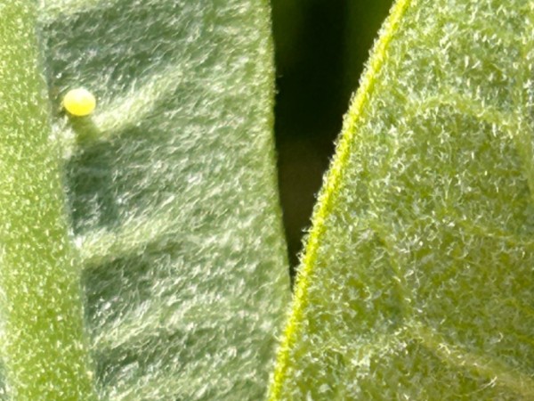 An up-close photo of a monarch egg on the underside of a leaf