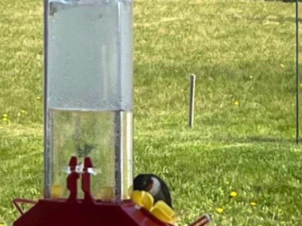 A hummingbird at a window feeder