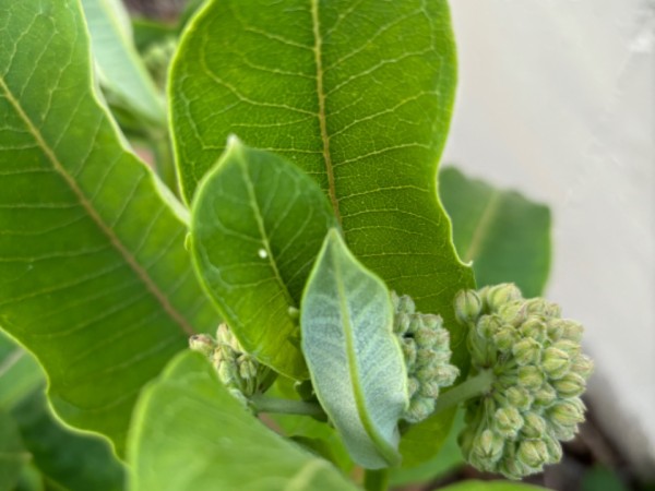 A tiny monarch egg tucked in a milkweed plant, photographed from above