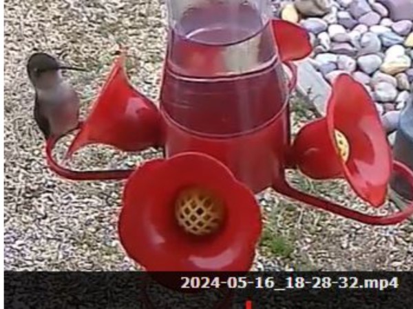 A hummingbird on the left side of a four-port hummingbird feeder