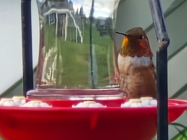 A male rufous hummingbird on the right side of a clear hummingbird feeder