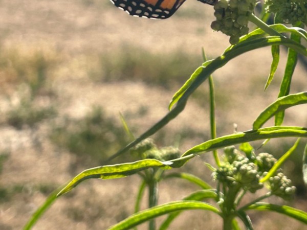 A monarch butterfly on a green plant