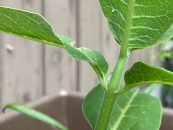 A milkweed plant in a pot, situated in front of a fence