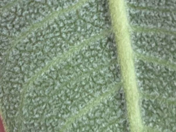 A small caterpillar on the underside of a leaf next to a white spot