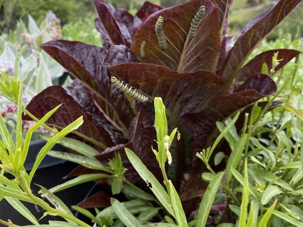 Caterpillars on a lettuce plant