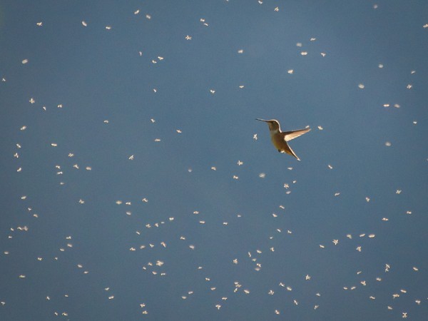 A rufous hummingbird in front of a blue background, surrounded by insects