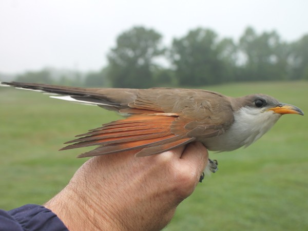 A yellow-billed cuckoo in a person's hand