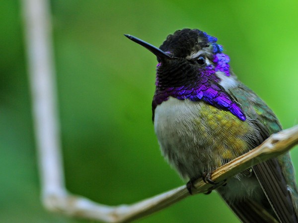 hummingbird