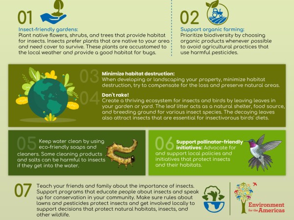 Eight ways to help insects and birds