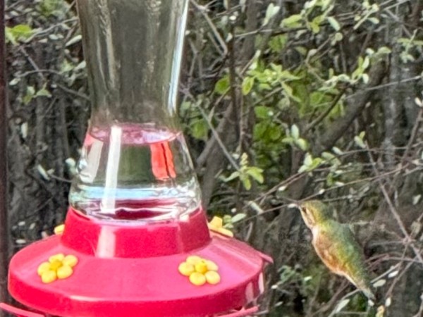 A female rufous hummingbird in a vertical photo visiting a red and yellow feeder with clear liquid