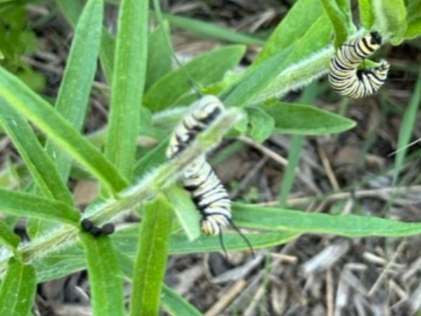 Two monarch caterpillars on a green milkweed plant