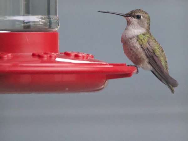 A vertical photo showing a female hummingbird perched on a red feeder with clear liquid. Watermark Angela Koehler 24'