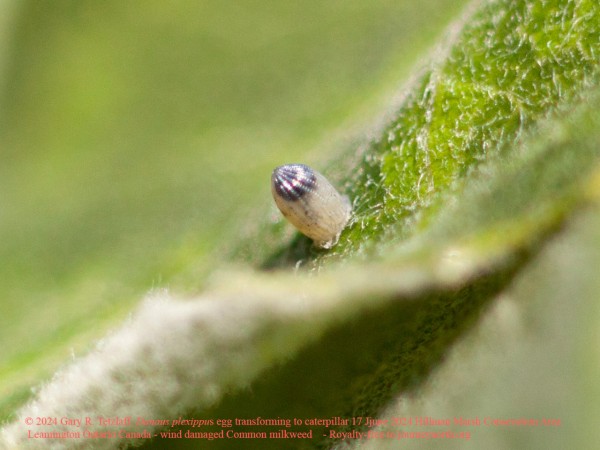 A monarch butterfly egg on milkweed, ready for a caterpillar to emerge