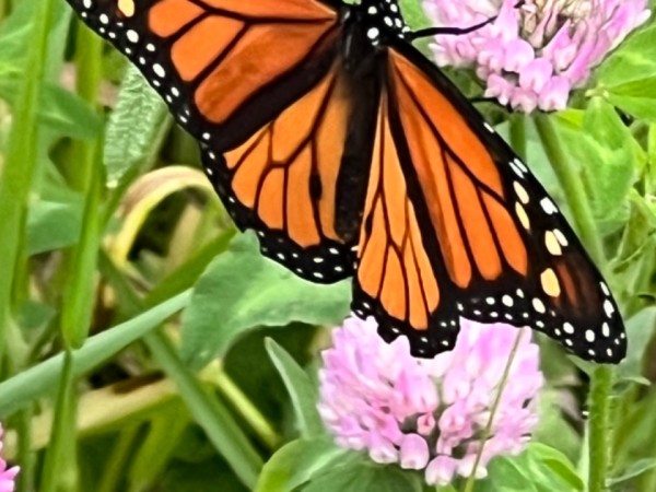 A male monarch on a purple clover flower