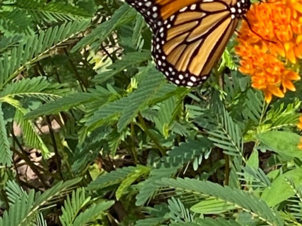 A monarch on an orange milkweed flower