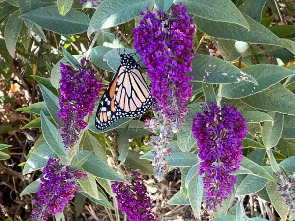 monarch butterfly