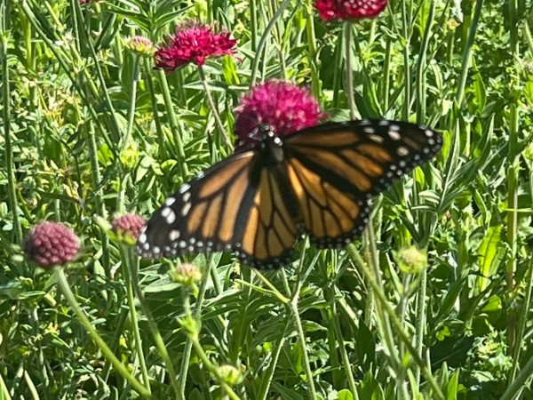 monarch butterfly