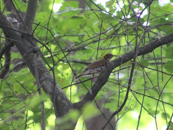 Wood thrush in tree