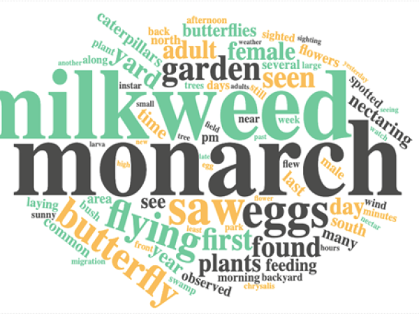 A word cloud showing the top words used in comments submitted to Journey North from 1994 – 2024. The size of each word relates to the number of times it appeared across all comments. The most commonly used words relate to monarchs, monarch habitat, and the act of observation.