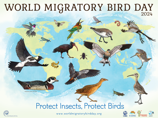 A poster for World Migratory Bird Day with the tagline "Protect Insects, Protect Birds"