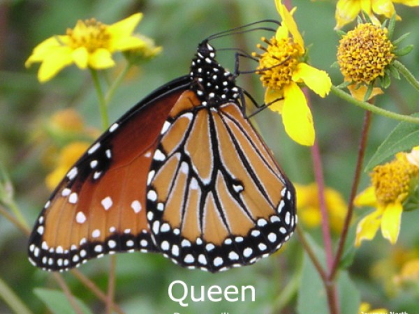 A folded queen butterfly on a yellow flower