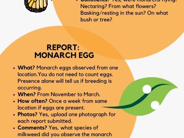 Monitor overwintering monarch butterflies in the southeastern U.S.
