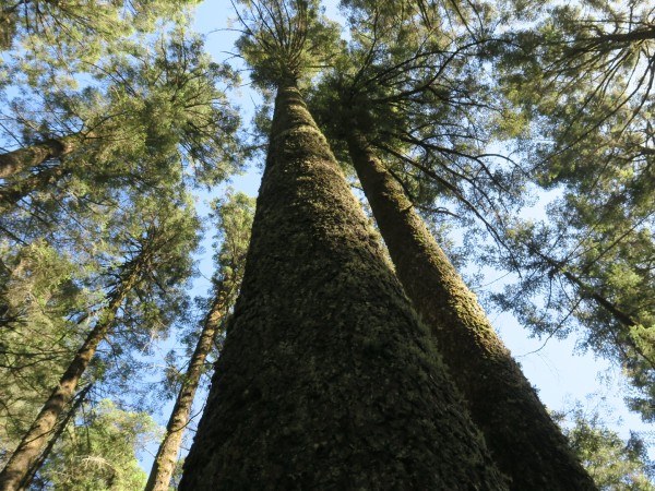 The oyamel fir trees provide winter habitat for monarchs