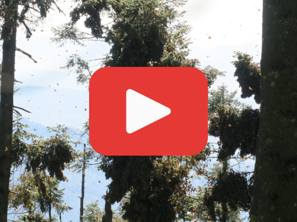 A video with a red play button of monarchs at Sierra Chincua Sanctuary 