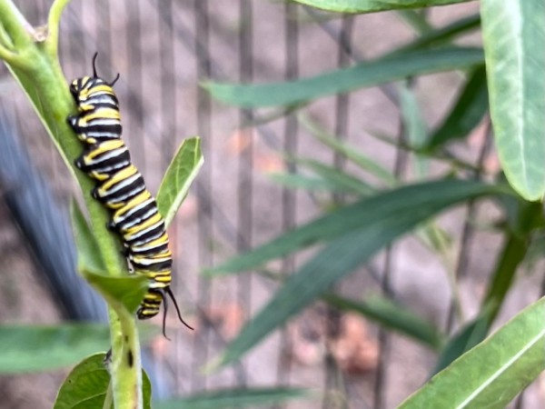 On the left side of the photo is a monarch butterfly caterpillar on a green plant