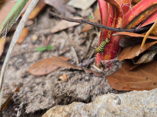 A monarch butterfly caterpillar on the base of a red plant
