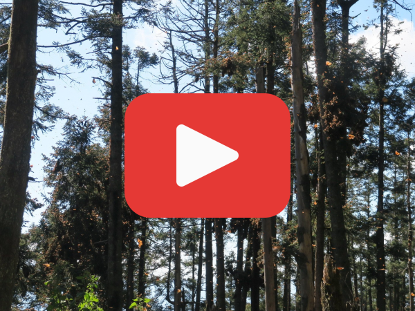 Oyamel fir trees with monarch clusters in the background, a red play button in front that links to a report from Mexico's butterfly overwintering sites