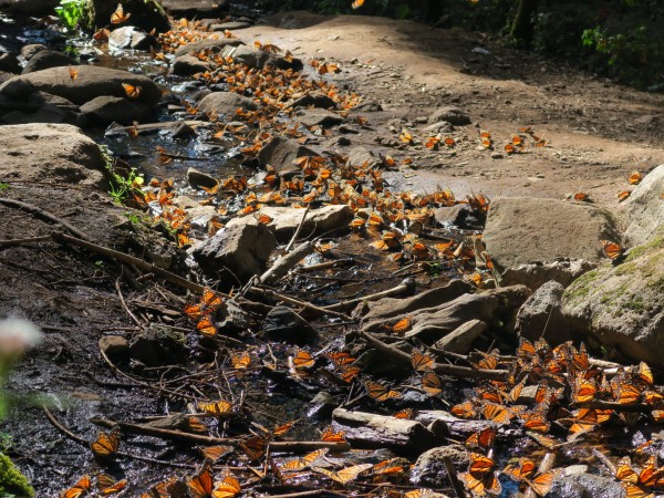 Monarch butterflies line a shallow creek