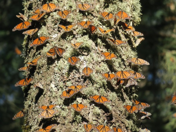 Monarchs arranged on a tree in El Rosario Sanctuary, Mexico