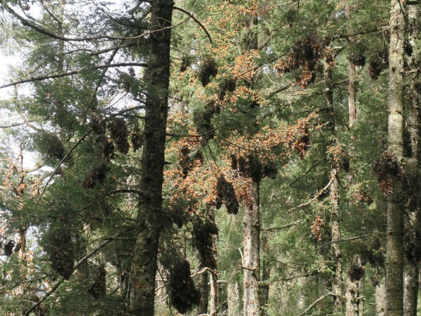 Monarch butterflies cluster in fir trees in Sierra Chincua Sanctuary