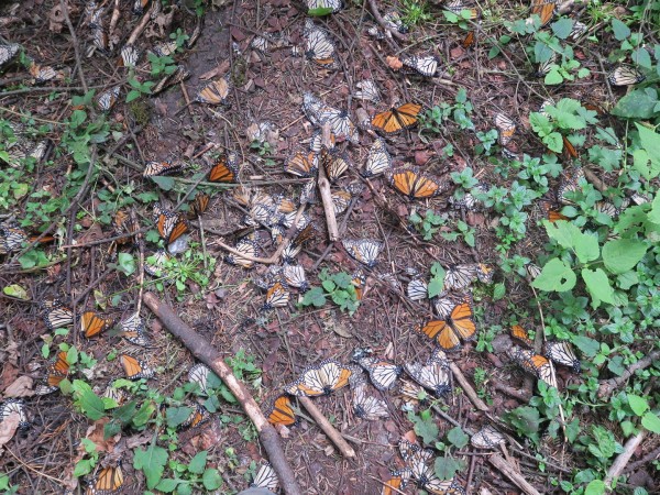 Dead monarchs on the ground in El Rosario Sanctuary