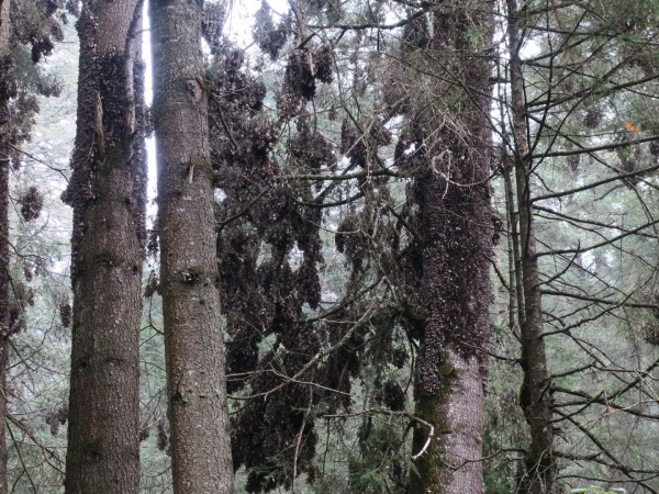 Monarch butterflies in the oyamel fir trees of El Rosario Sanctuary, Mexico