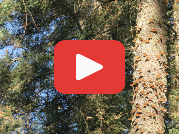 A tree with monarch butterflies on it, with a red play button in front. The video links to a YouTube video of monarch butterflies in El Rosario Sanctuary