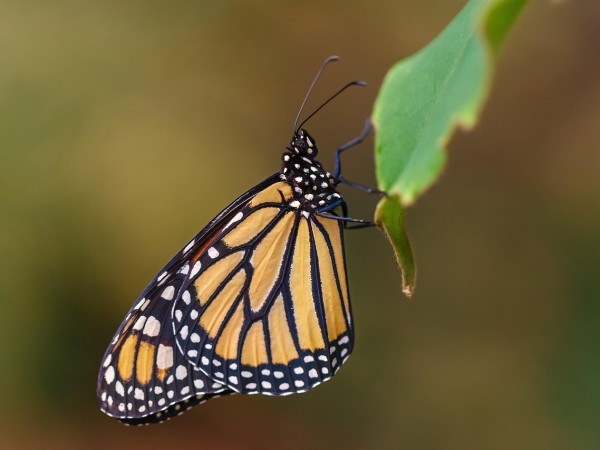 A monarch butterfly clings to a leaf